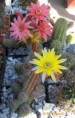 /album/kaktusy/chamaecereus-silvestris-cv800-jpg/